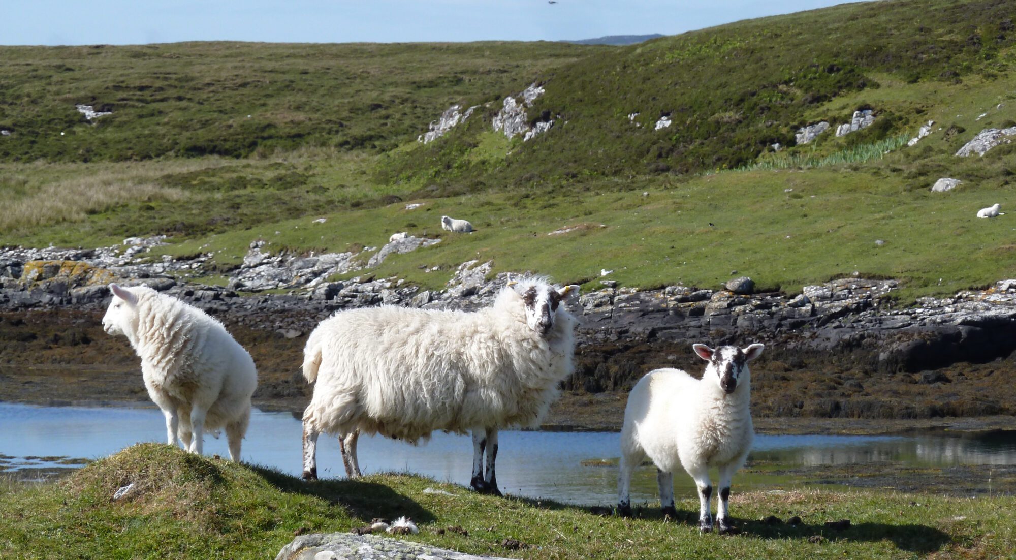 Sheep on the Hebridean Way