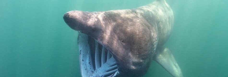 Mouth Wide Basking Shark Scotland