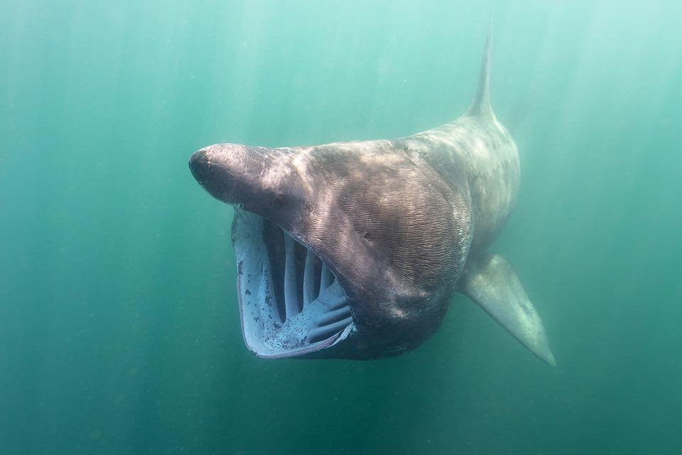 Mouth Wide Basking Shark Scotland