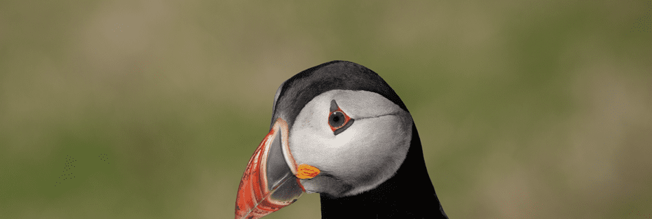Proud Puffin the Shiant Islands