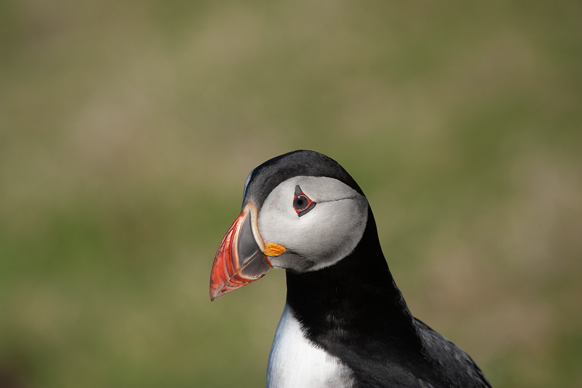 Proud Puffin the Shiant Islands