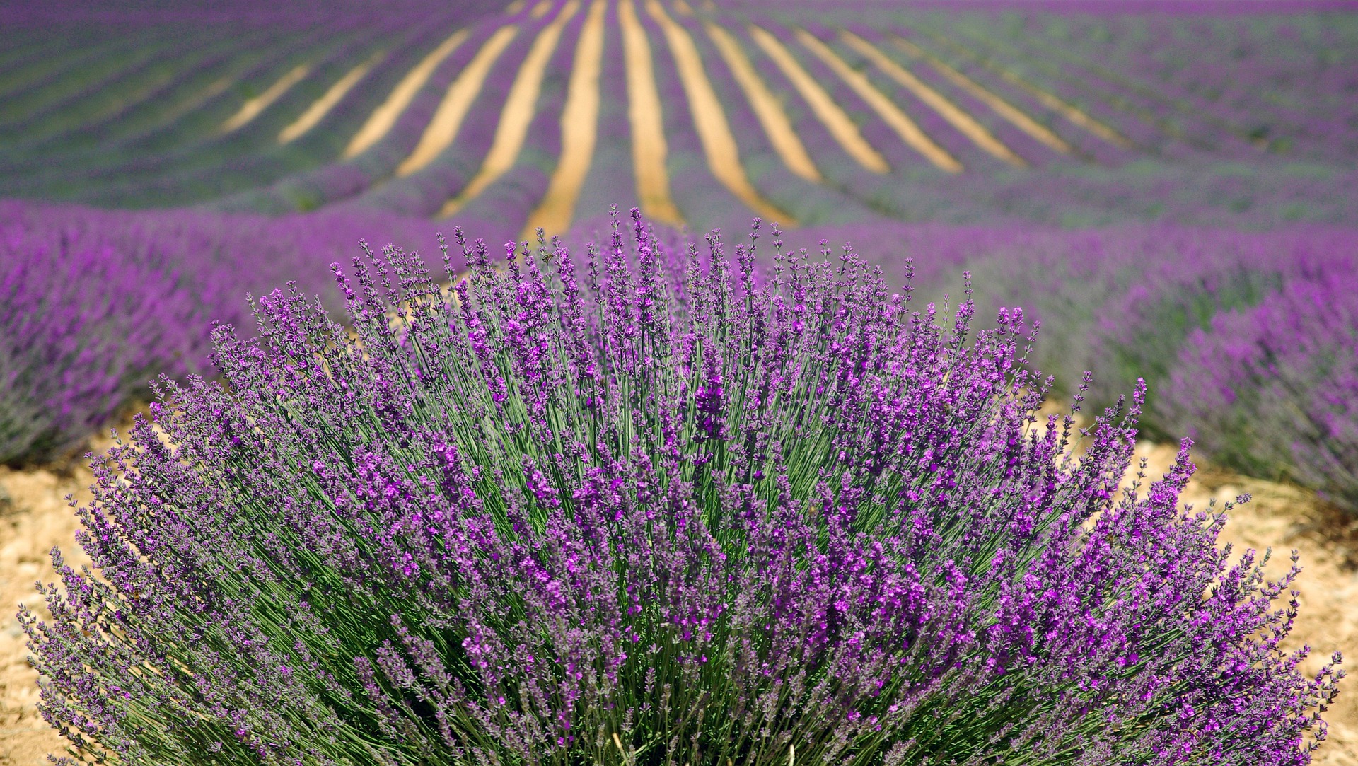 Lavender of France