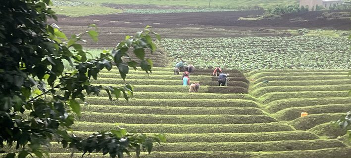 Masalai Chai Tea plantation