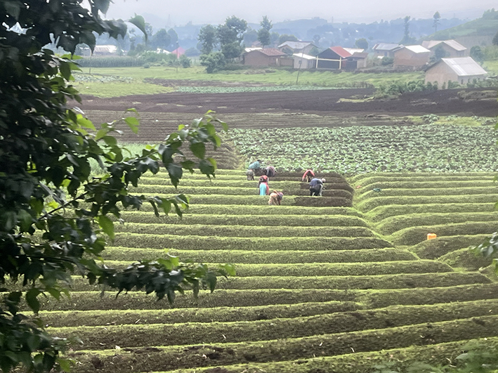 Masalai Chai Tea plantation