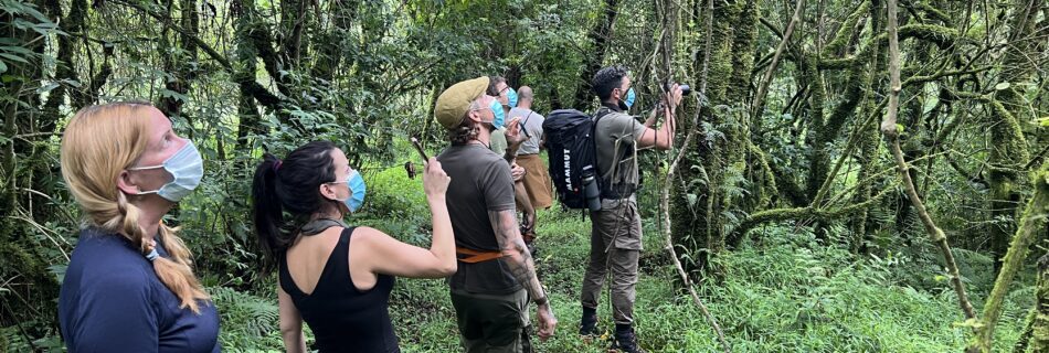 Golden Monkeys Trek Rwanda or Uganda