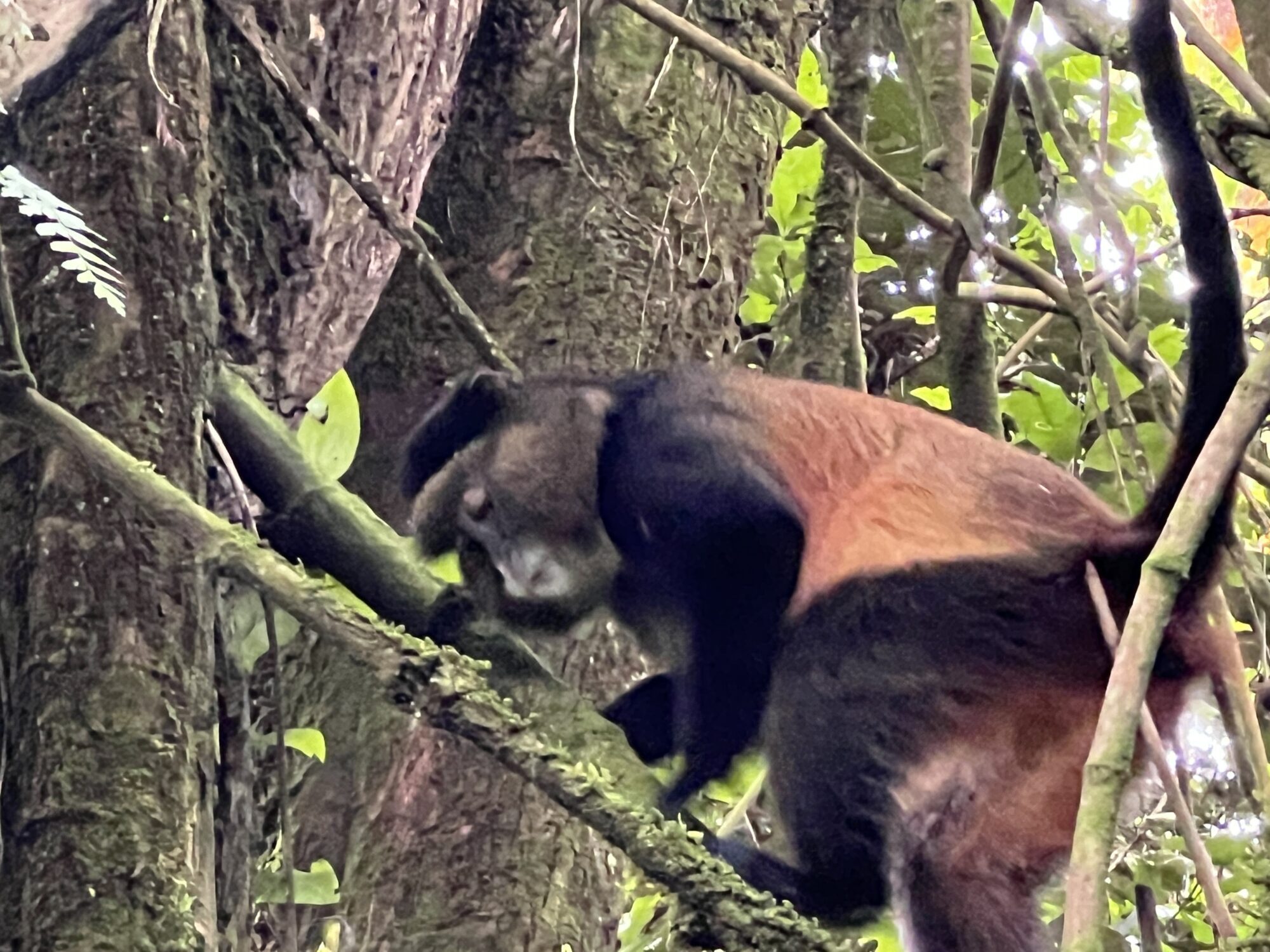 Golden Monkey climbing down