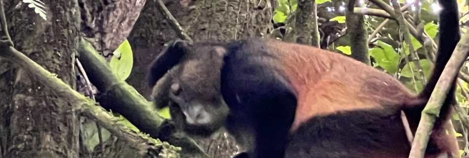 Golden Monkey climbing down