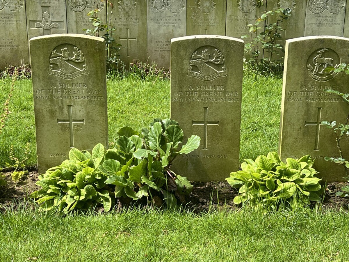 Newfoundland Regiment Gravestone France